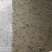 福建牛蛙小四脚大蛙