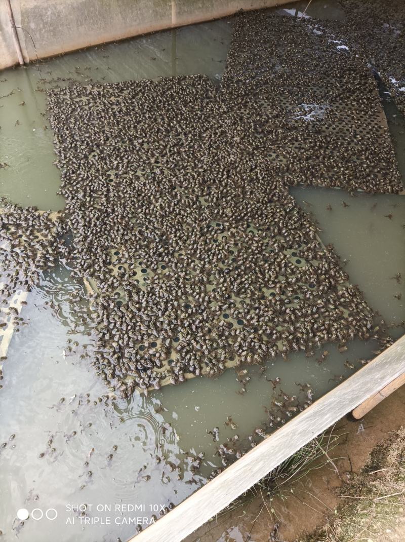 福建牛蛙小四脚大蛙