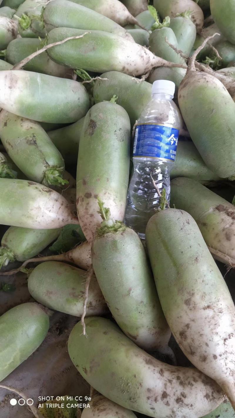 水果萝卜