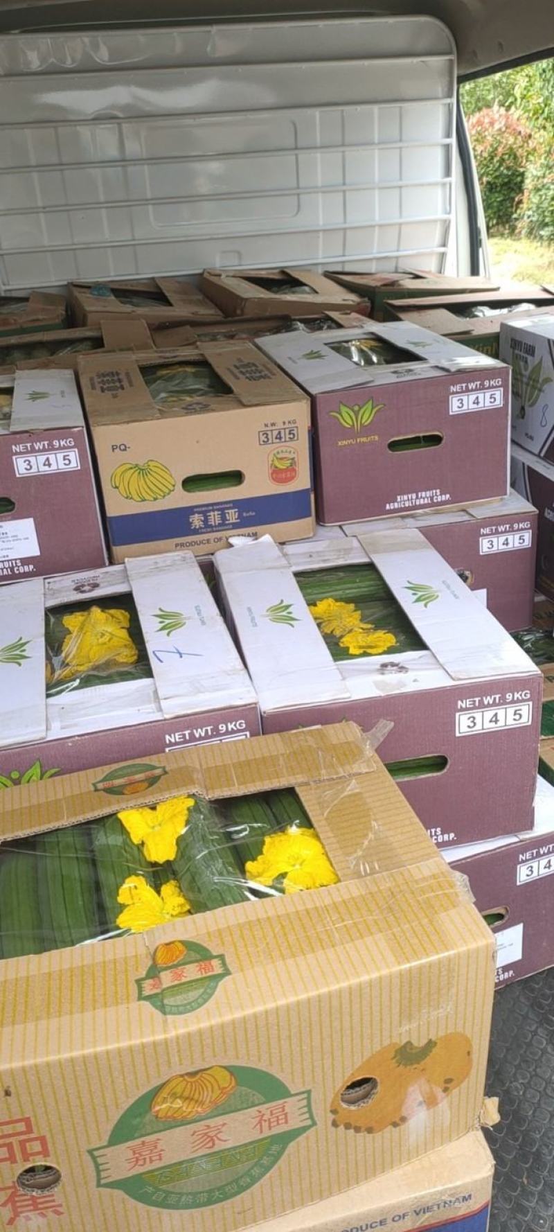 丝瓜，黄瓜，莴笋，芹菜，大叶茼蒿