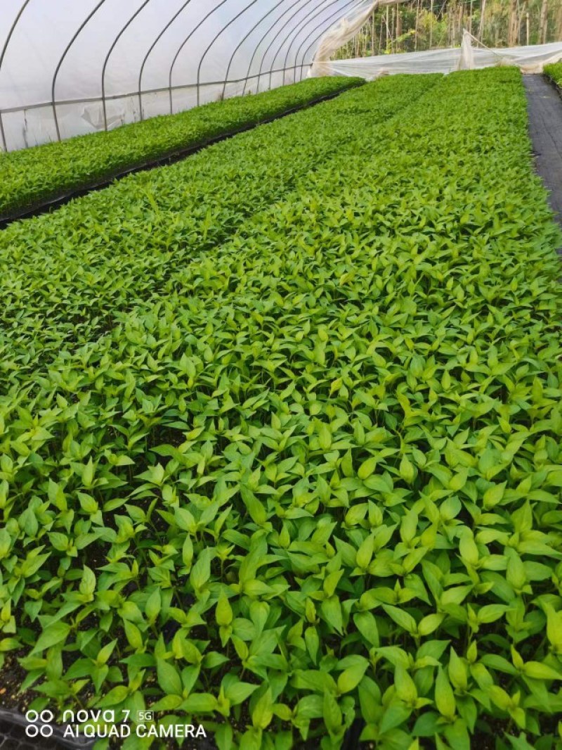 广西育苗种苗常年代育大青椒苗品种优，质量保证。