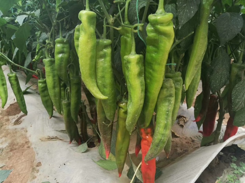 寿光市黄皮尖椒苗