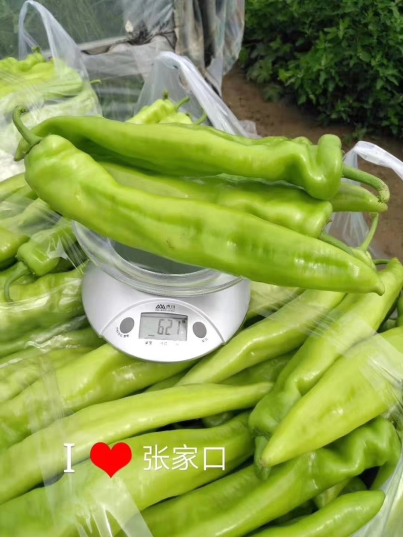 寿光市黄皮尖椒苗