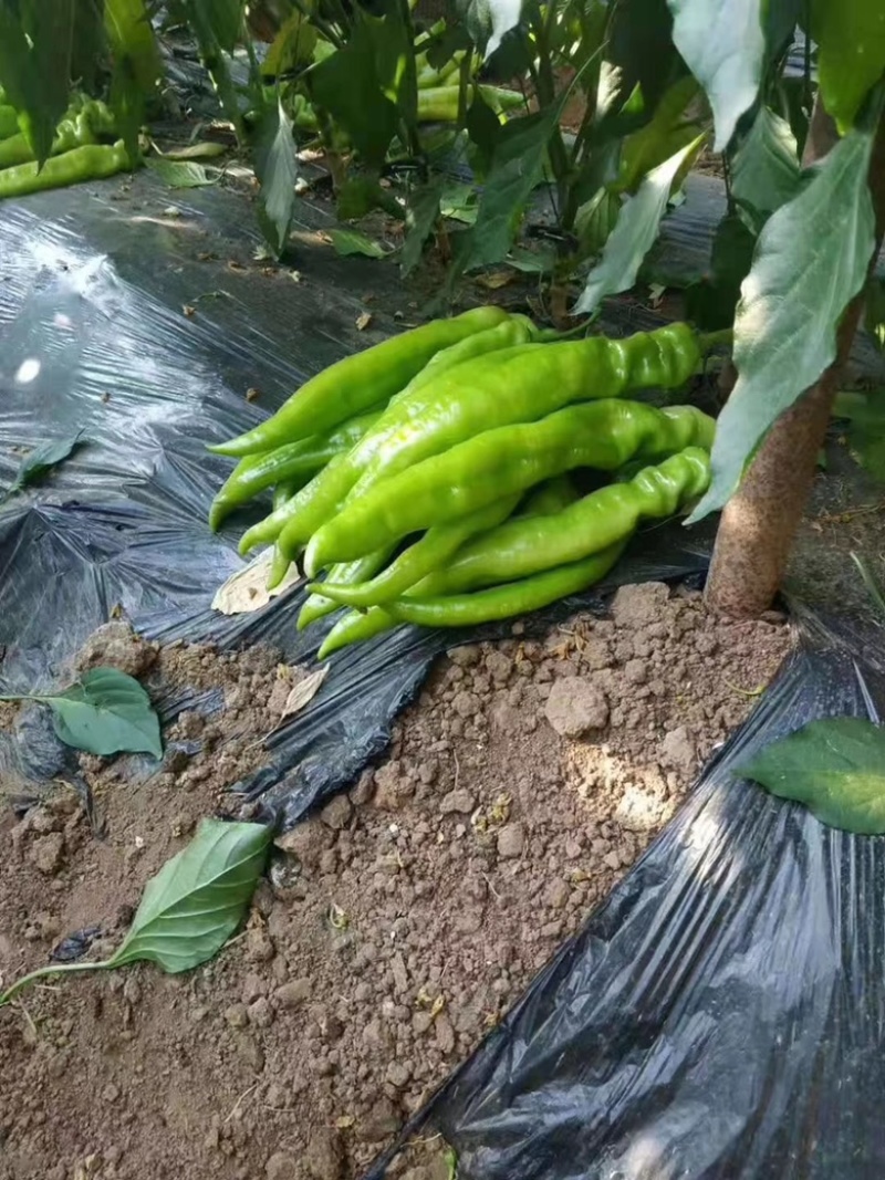 寿光市黄皮尖椒苗