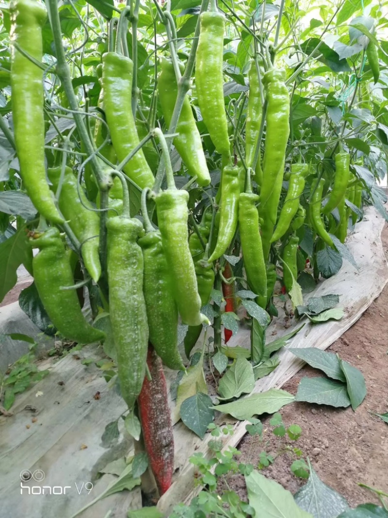 寿光市黄皮尖椒苗