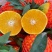 四川爱媛38号果冻橙支持抖音快手直播各大电商平台一件代发