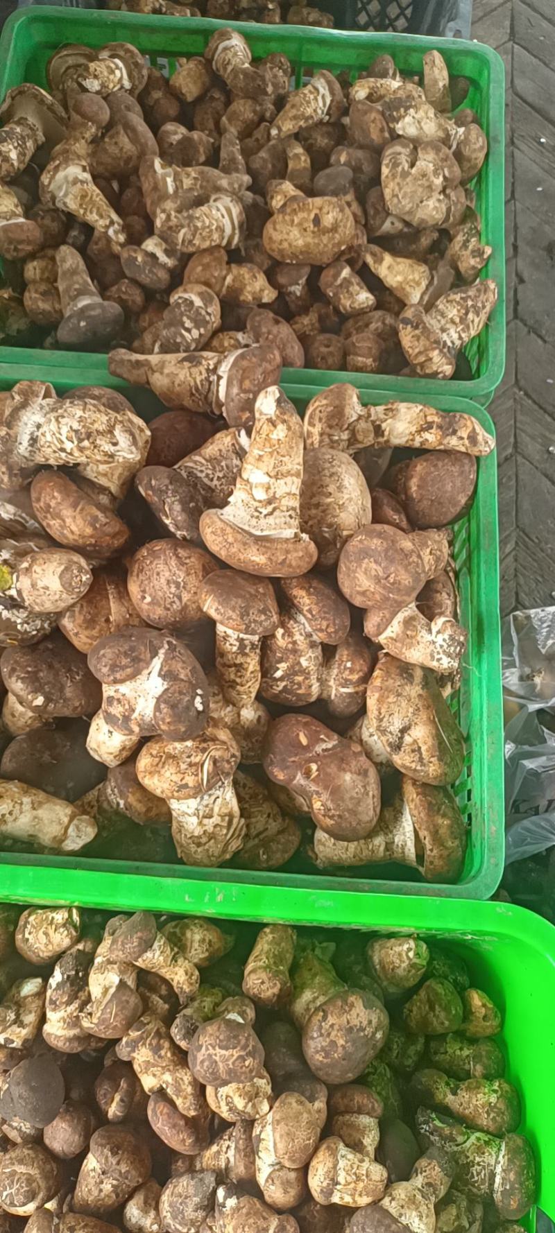 沙木松茸，过几天就结束了，欢迎下单