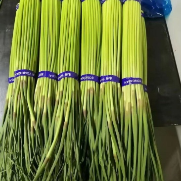 蒜苔四季有货，红苔，白苔不断货，价格低，有下齐苔，
