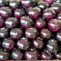 紫光圆茄4两以上色泽鲜亮，大小均匀，量大价格