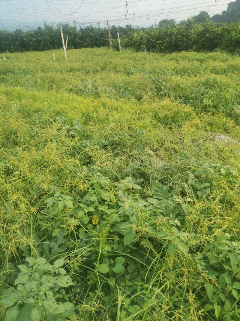 广西象州无籽西瓜上市
