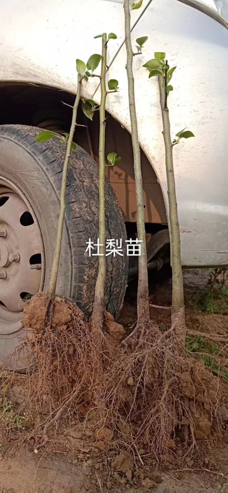 山西供应杜梨苗，1-5公分裸根土球杜梨，基质土杯苗杜梨苗