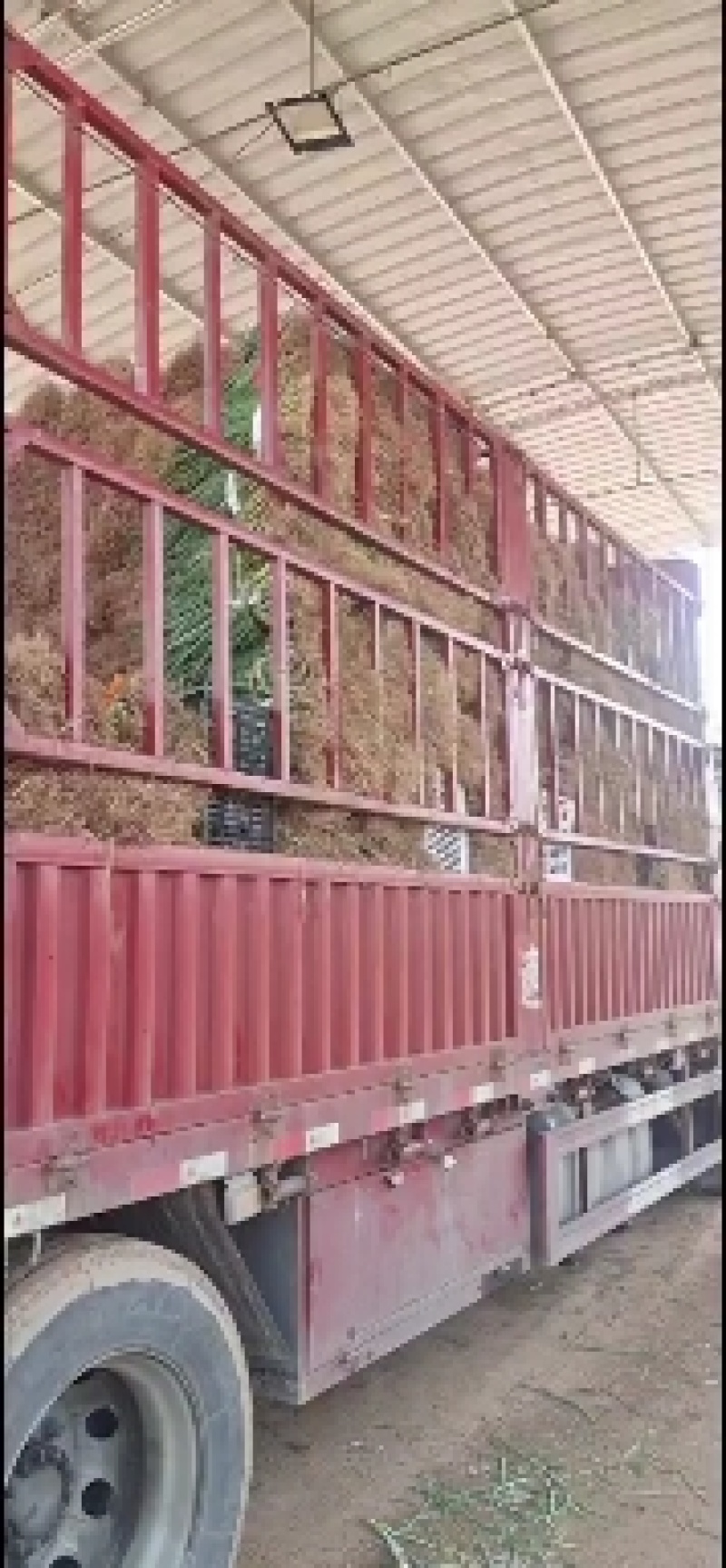 葱苗！小葱！