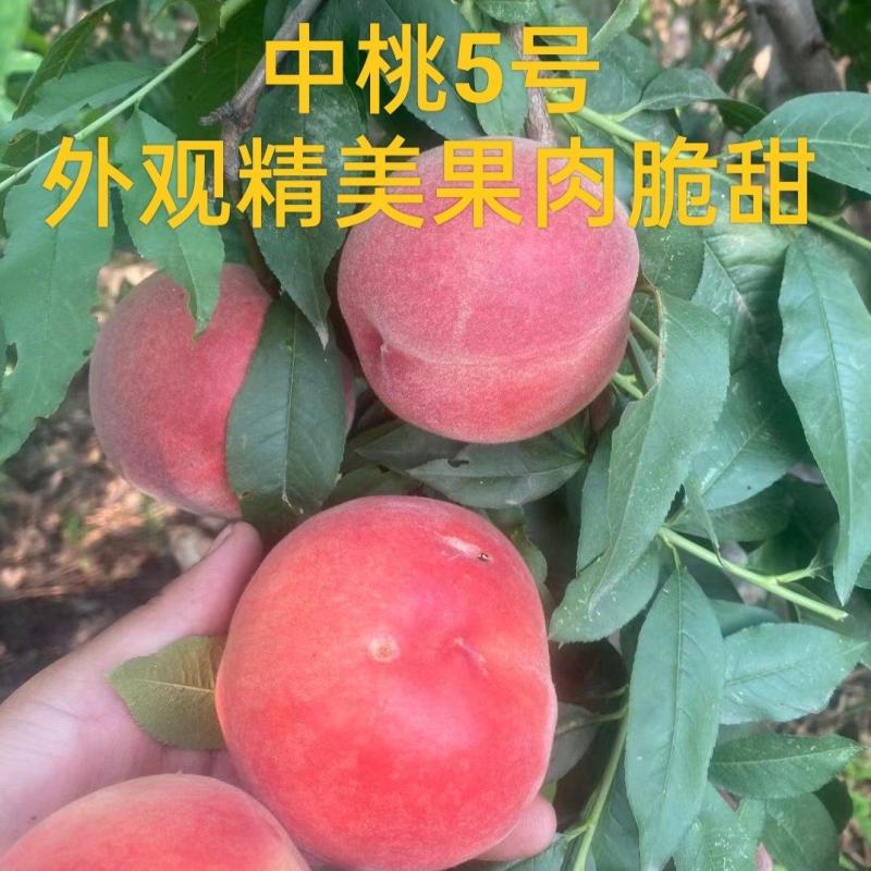 桃树苗，中桃5号7月中旬成熟，外观精美果肉脆甜，不易变软