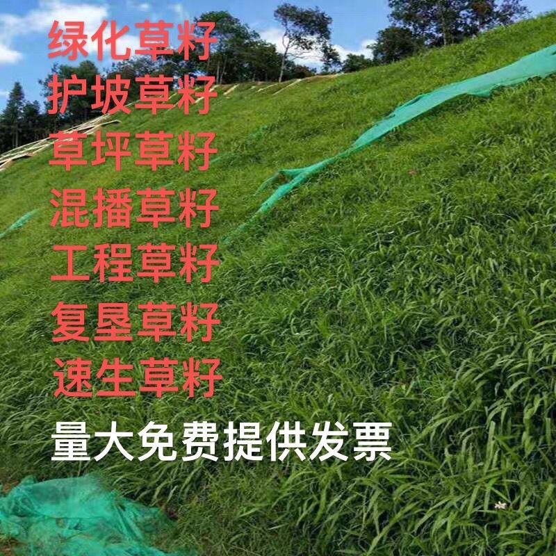 紫羊茅草籽草坪种子护坡绿化专用耐寒耐践踏工程草籽草种