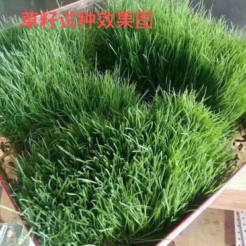 紫羊茅草籽草坪种子护坡绿化专用耐寒耐践踏工程草籽草种