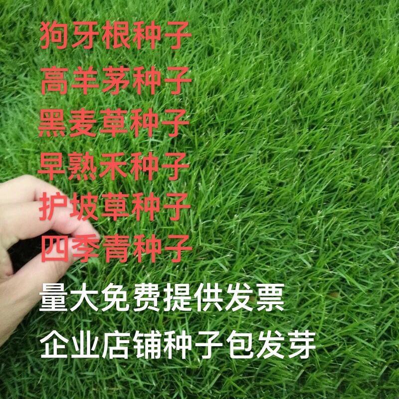 紫羊茅草籽草坪种子护坡绿化专用耐寒耐践踏工程草籽草种
