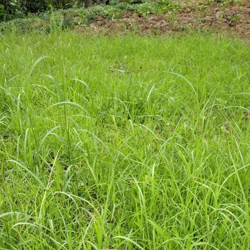 紫羊茅草籽草坪种子护坡绿化专用耐寒耐践踏工程草籽草种