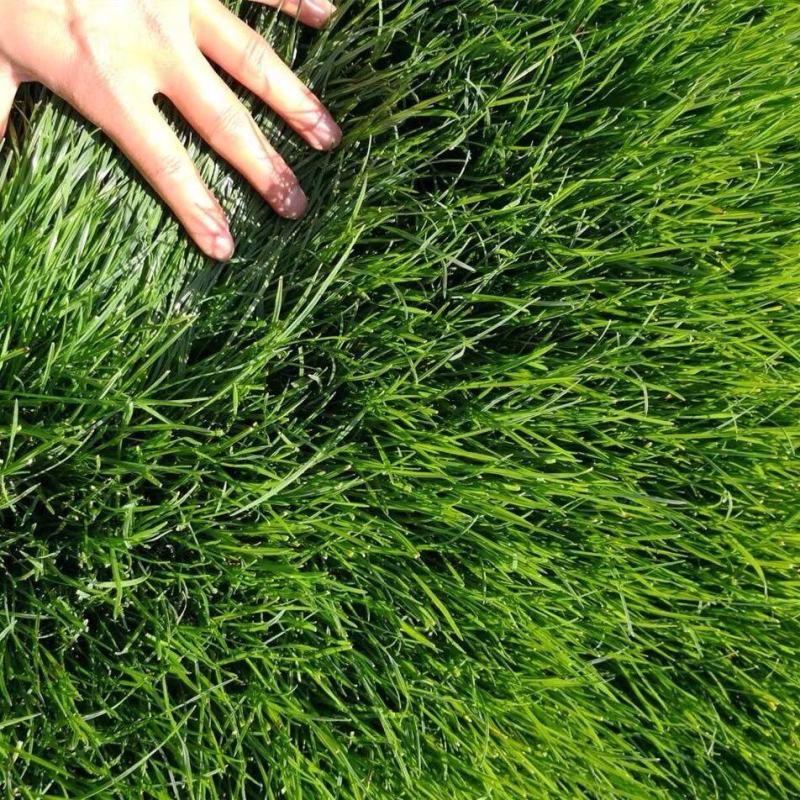 紫羊茅草籽草坪种子护坡绿化专用耐寒耐践踏工程草籽草种