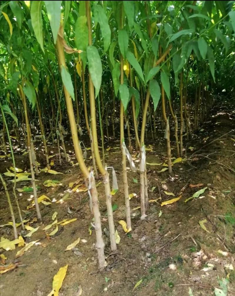 桃树苗，中桃5号7月中旬成熟，外观精美果肉脆甜，不易变软