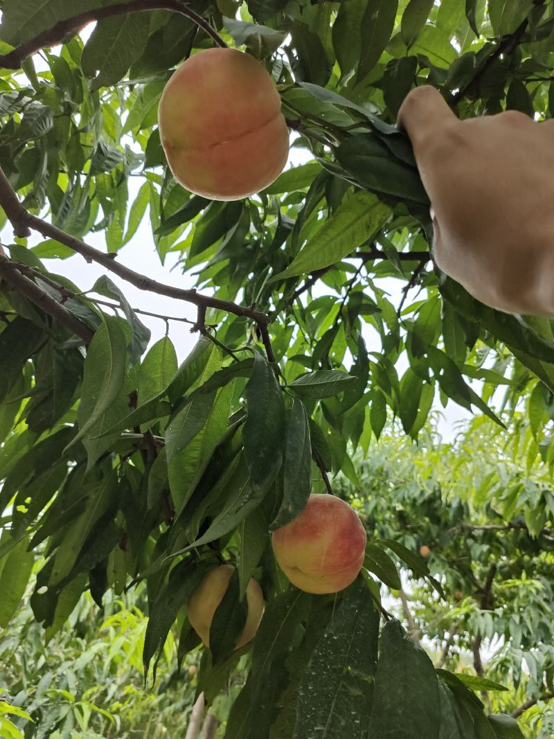 桃树苗，中桃5号7月中旬成熟，外观精美果肉脆甜，不易变软