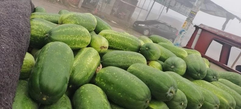 大丰冬瓜批发市场场景