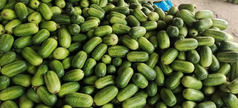 冬瓜皮与苦瓜搭配示意图