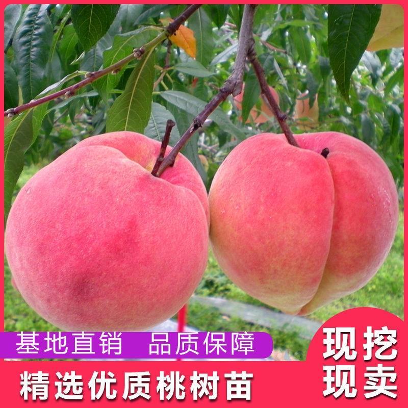 桃树苗，中桃5号7月中旬成熟，外观精美果肉脆甜，不易变软