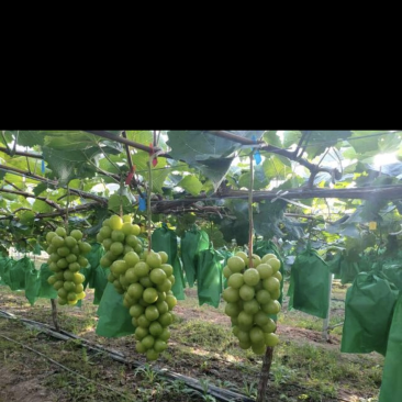 阳光玫瑰待销