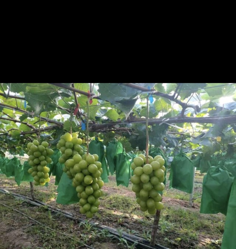 阳光玫瑰待销