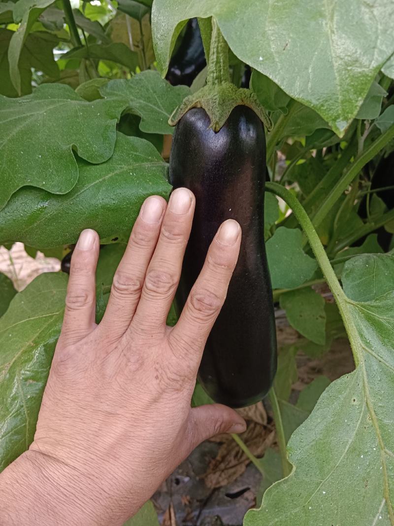 布莱迪绿把长茄