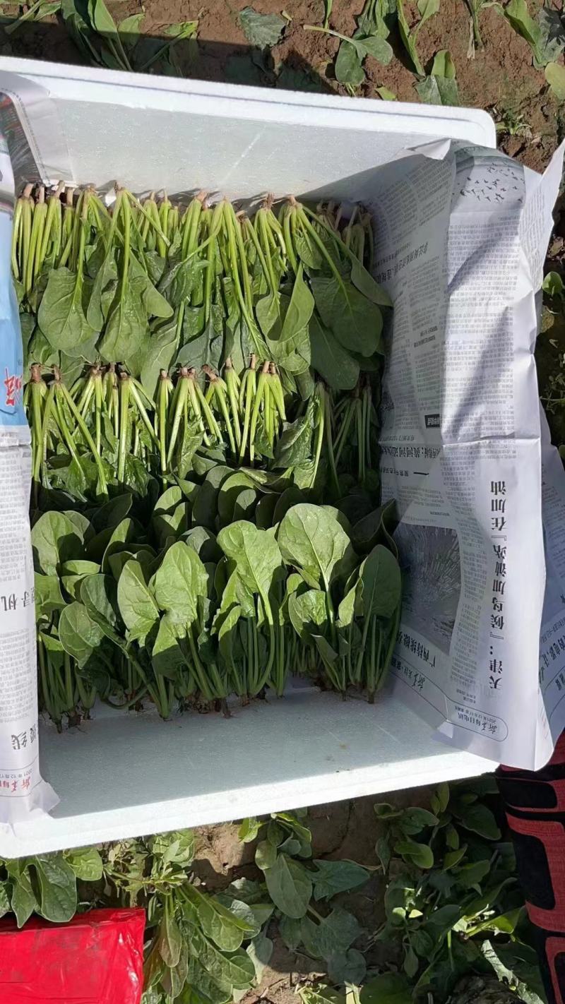 宁夏精品菠菜，香菜，花叶生菜，上海青，茼蒿