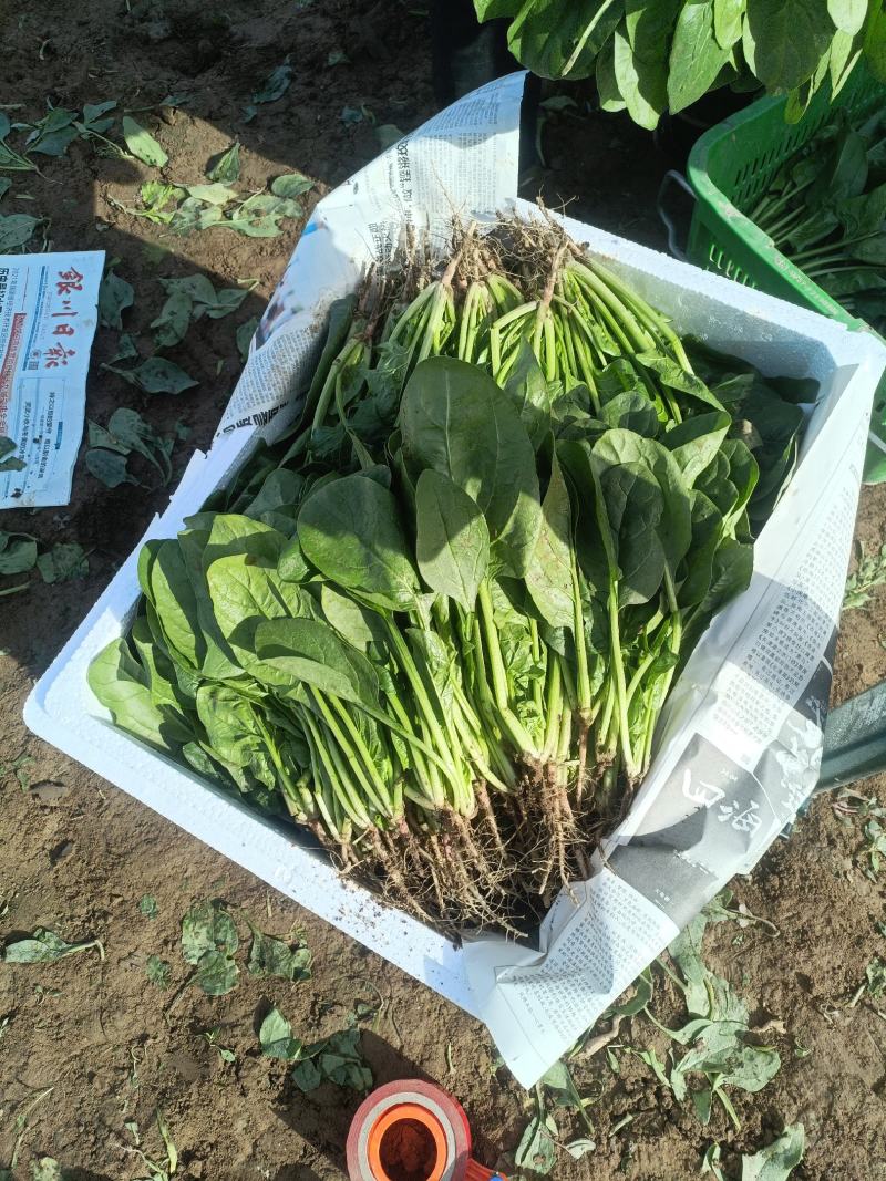宁夏精品菠菜，香菜，花叶生菜，上海青，茼蒿
