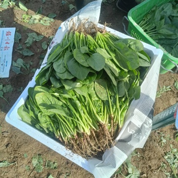 宁夏精品菠菜，香菜，花叶生菜，上海青，茼蒿