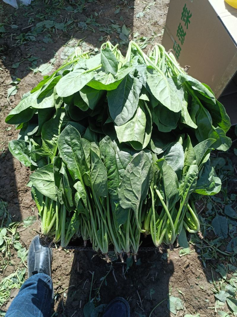 宁夏精品菠菜，香菜，花叶生菜，上海青，茼蒿