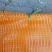 50*80橘黄，质量好价格优，做工板正，优质网袋。