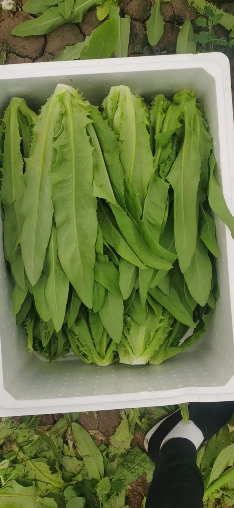 宁夏精品菠菜，香菜，花叶生菜，上海青，茼蒿