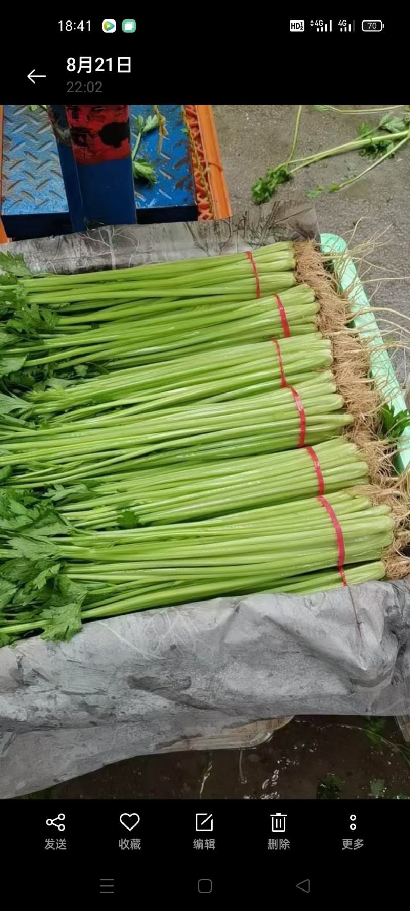 宁夏精品菠菜，香菜，花叶生菜，上海青，茼蒿