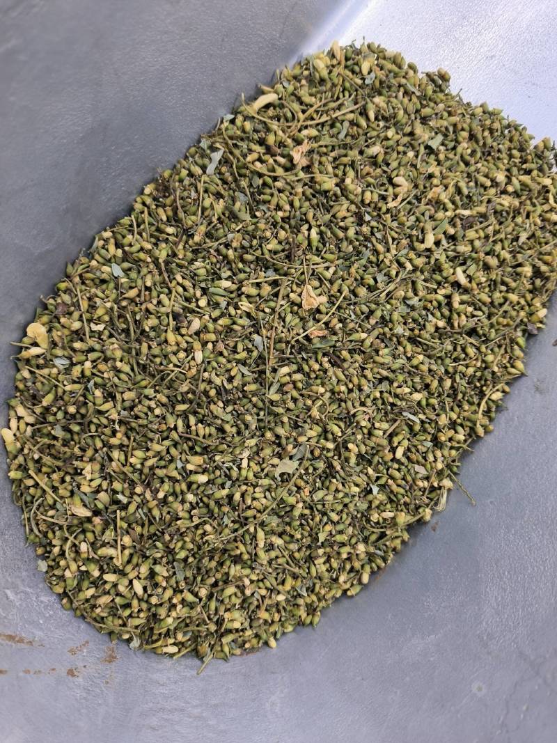 中药材新货槐米。常年经营各种中药材，可零售批发。