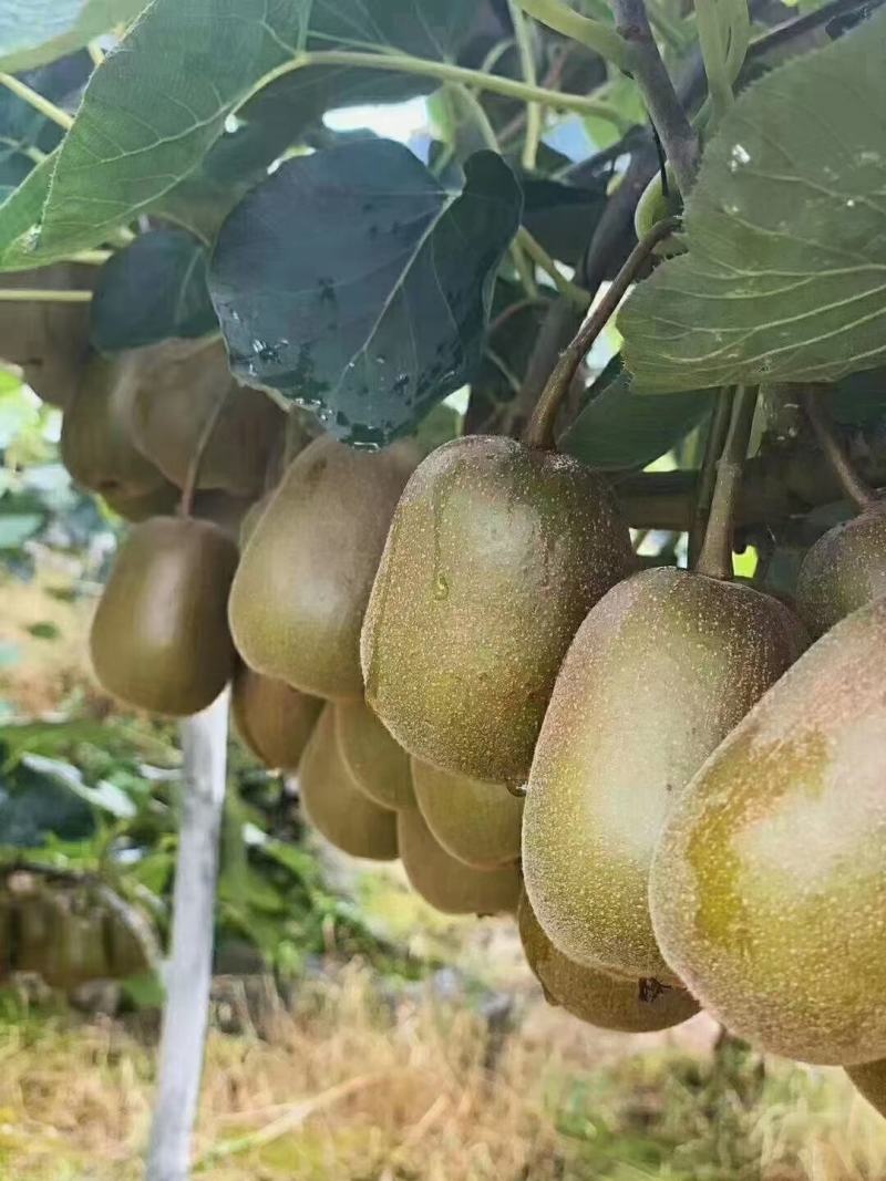 湘西凤凰红心猕猴桃(红阳)