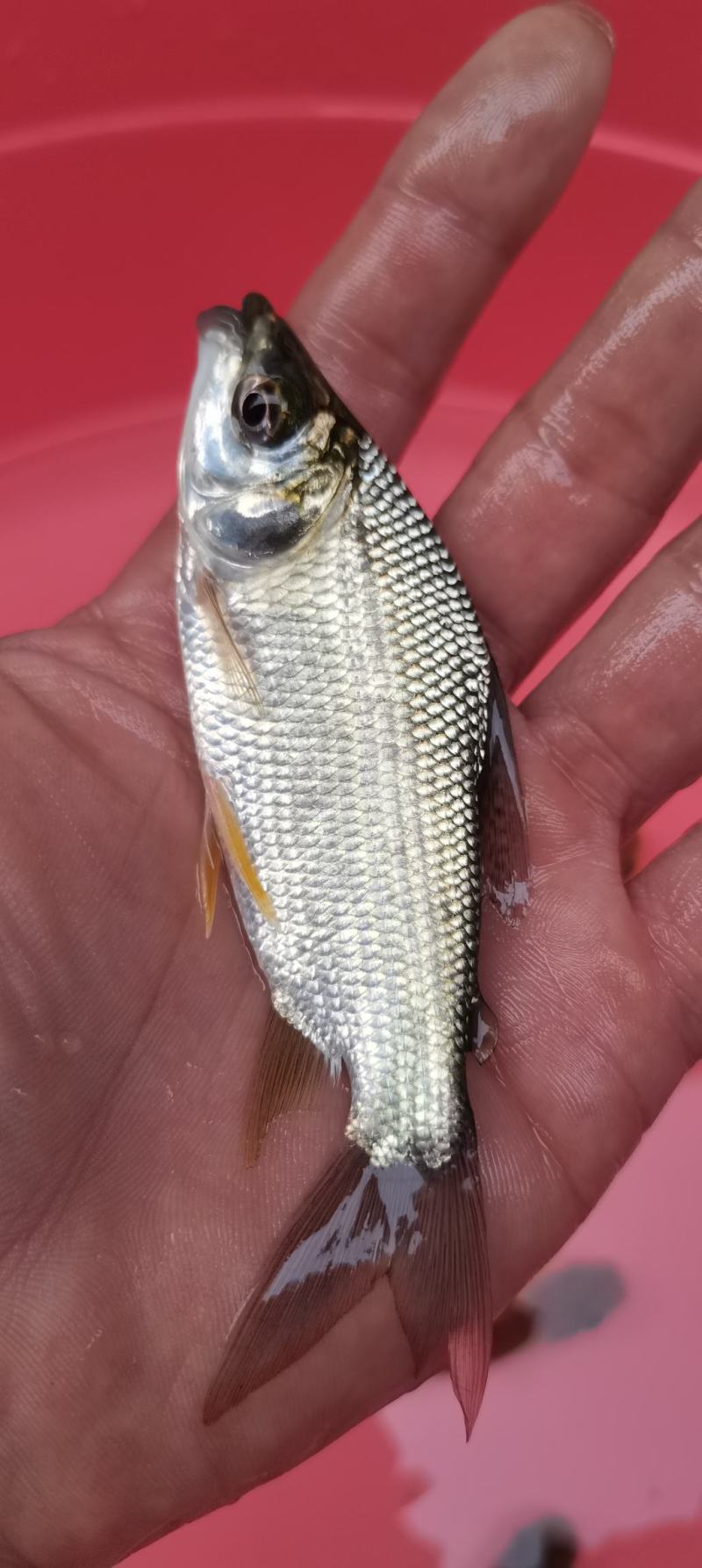 良种巴西鲷鱼，苗杂交巴西鲷，易养快大，产量高