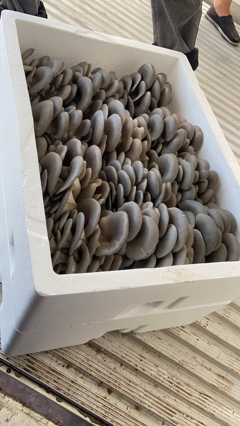头茬平菇