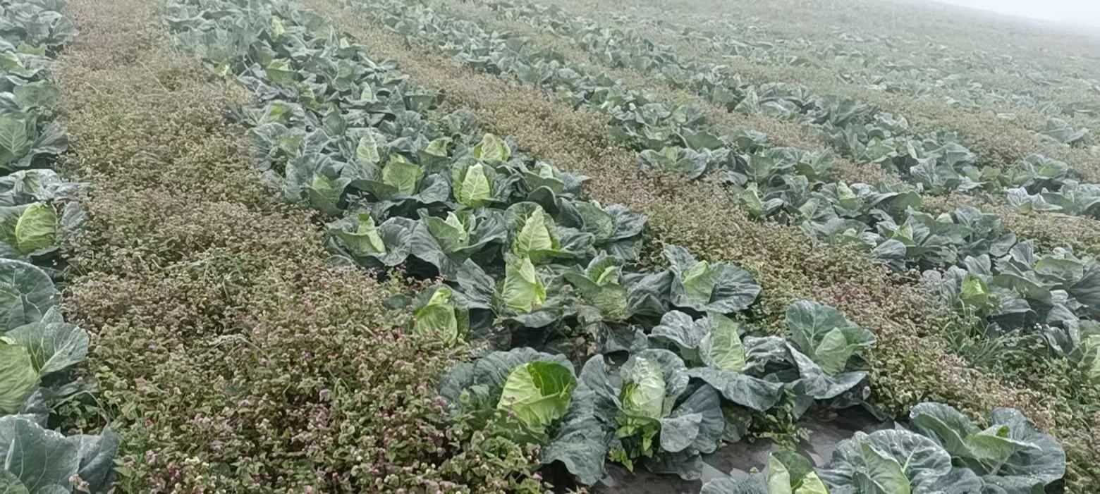 展示牛心甘蓝与包菜在不同城市层级的市场占有率及价格区间对比 牛心甘蓝与包菜市场销售对比图