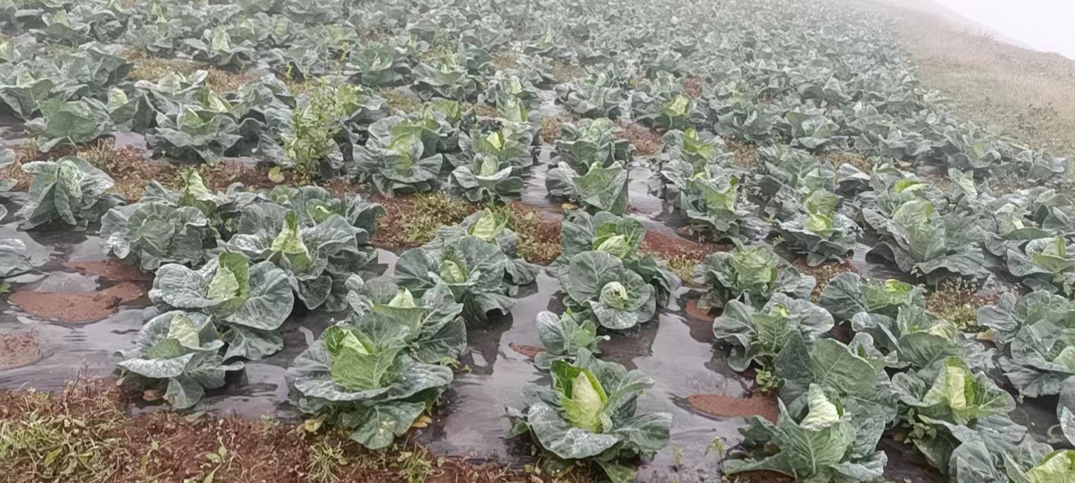 牛心甘蓝田间种植图