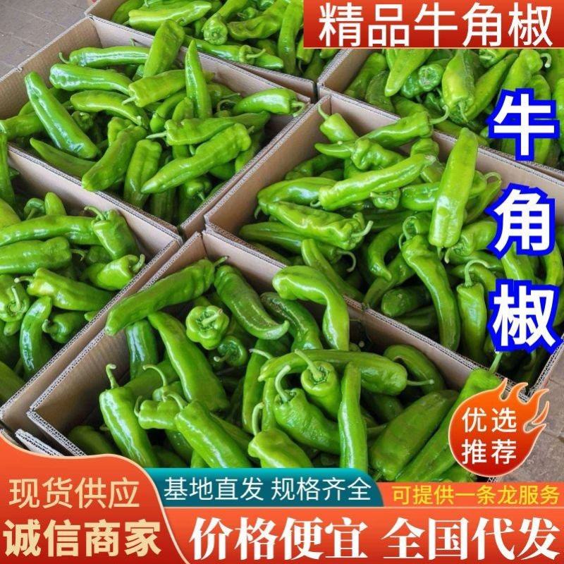 河南鲜辣椒牛角椒15-20cm产地现货供应中