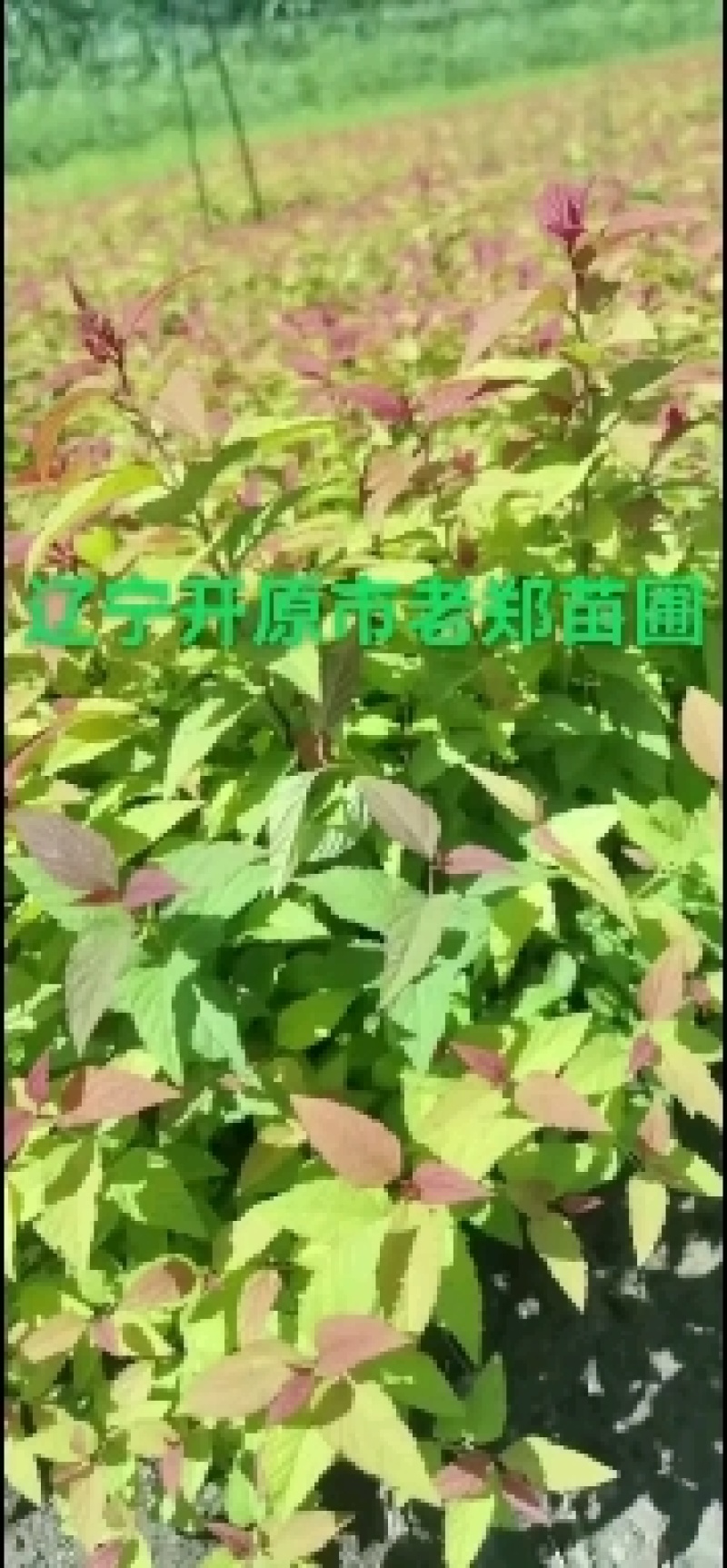 产地批发红王子锦带小苗绿化扦插小苗锦带花树苗
