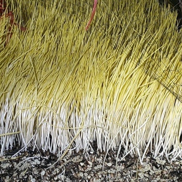 【推荐】蒜黄，产地直供，量大从优，欢迎咨询，质量保证！