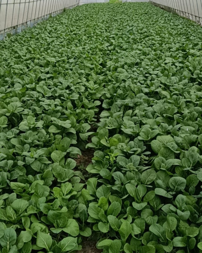 广东菜心菜苔货量充足品质保证量大从优