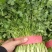 永年大叶香菜精品香菜量大从优欢迎各位老板采购