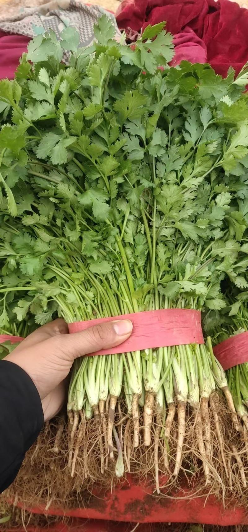 永年大叶香菜精品香菜量大从优欢迎各位老板采购