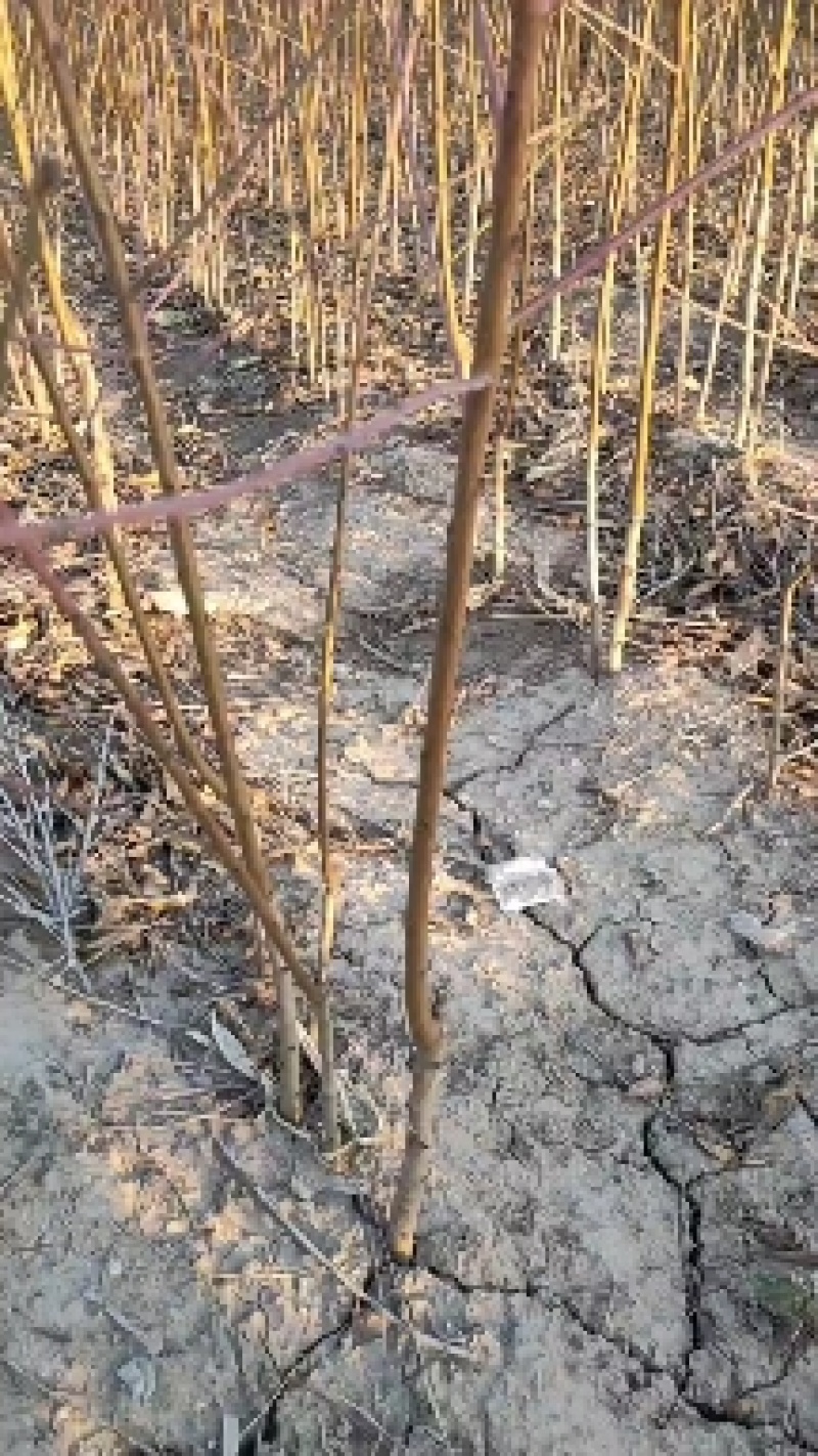 桃树苗毛蟠桃苗，中蟠102六月底成熟，大果黄肉纯甜丰产